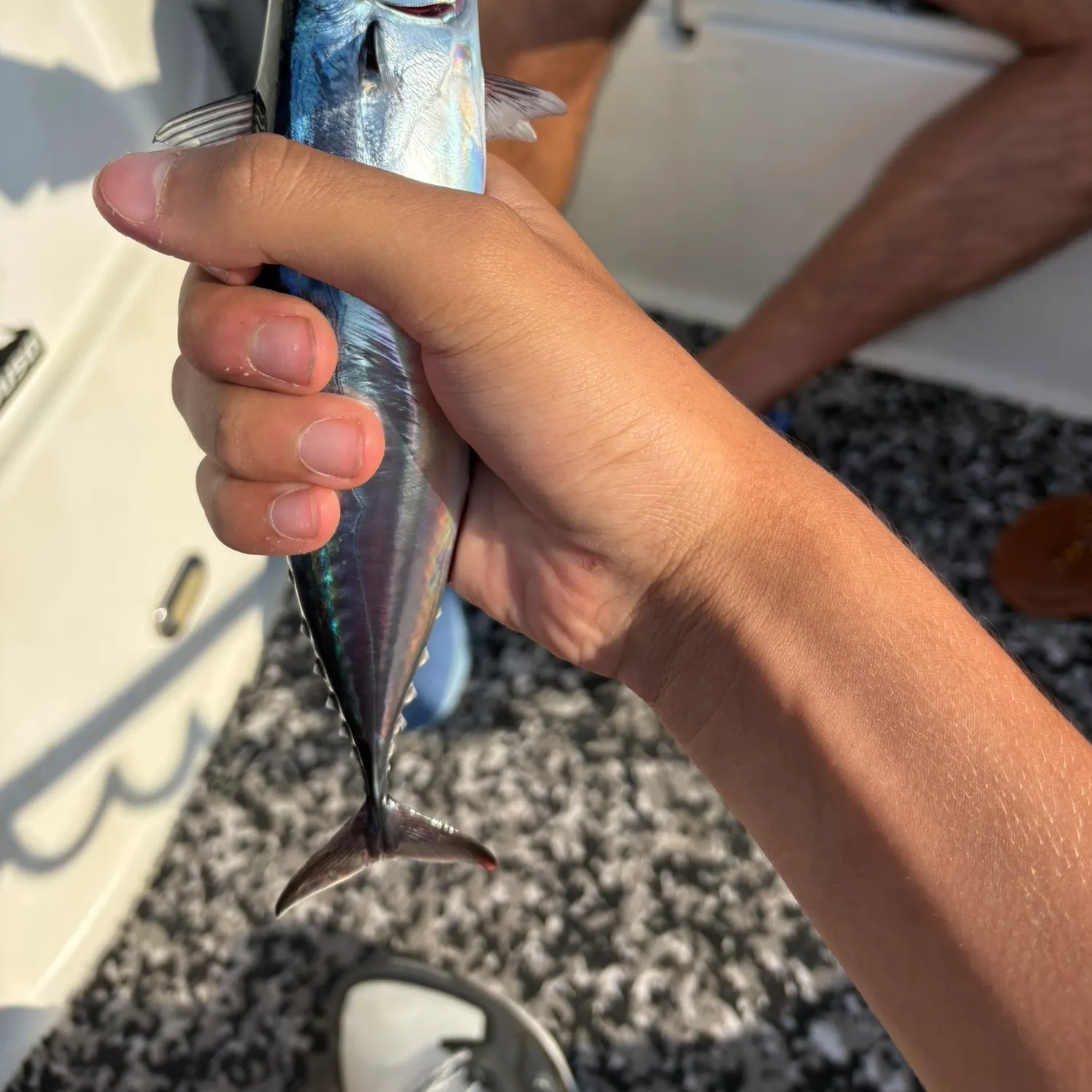 Atlantic bonito caught on Fishbrain