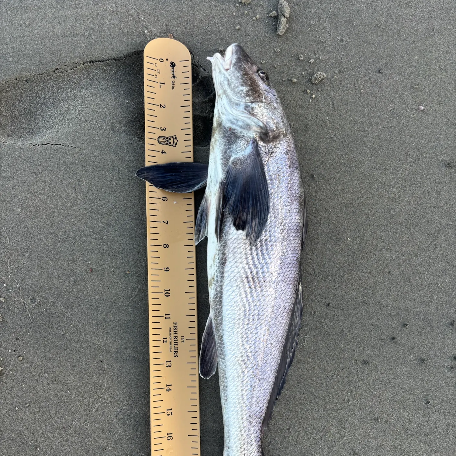 The most recent California corbina catches on Fishbrain