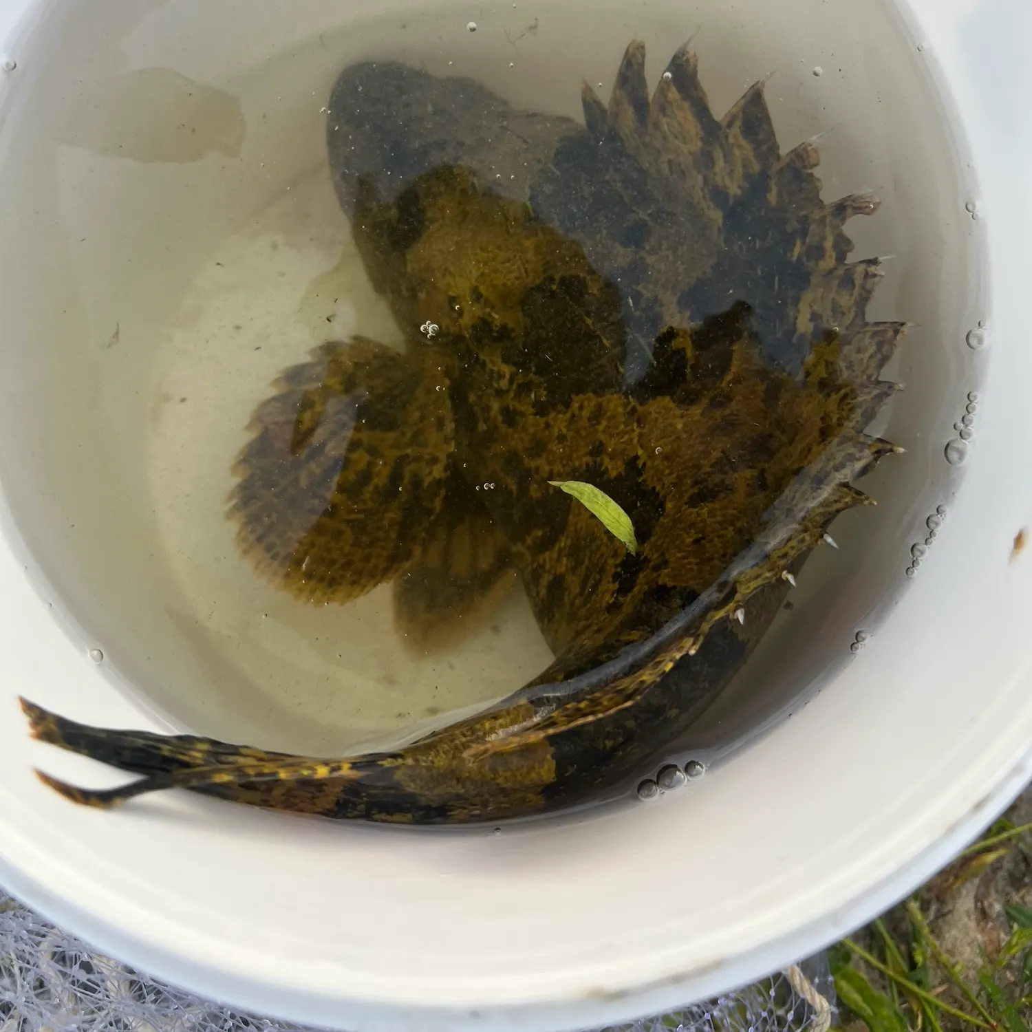The most recent Bullrout catches on Fishbrain