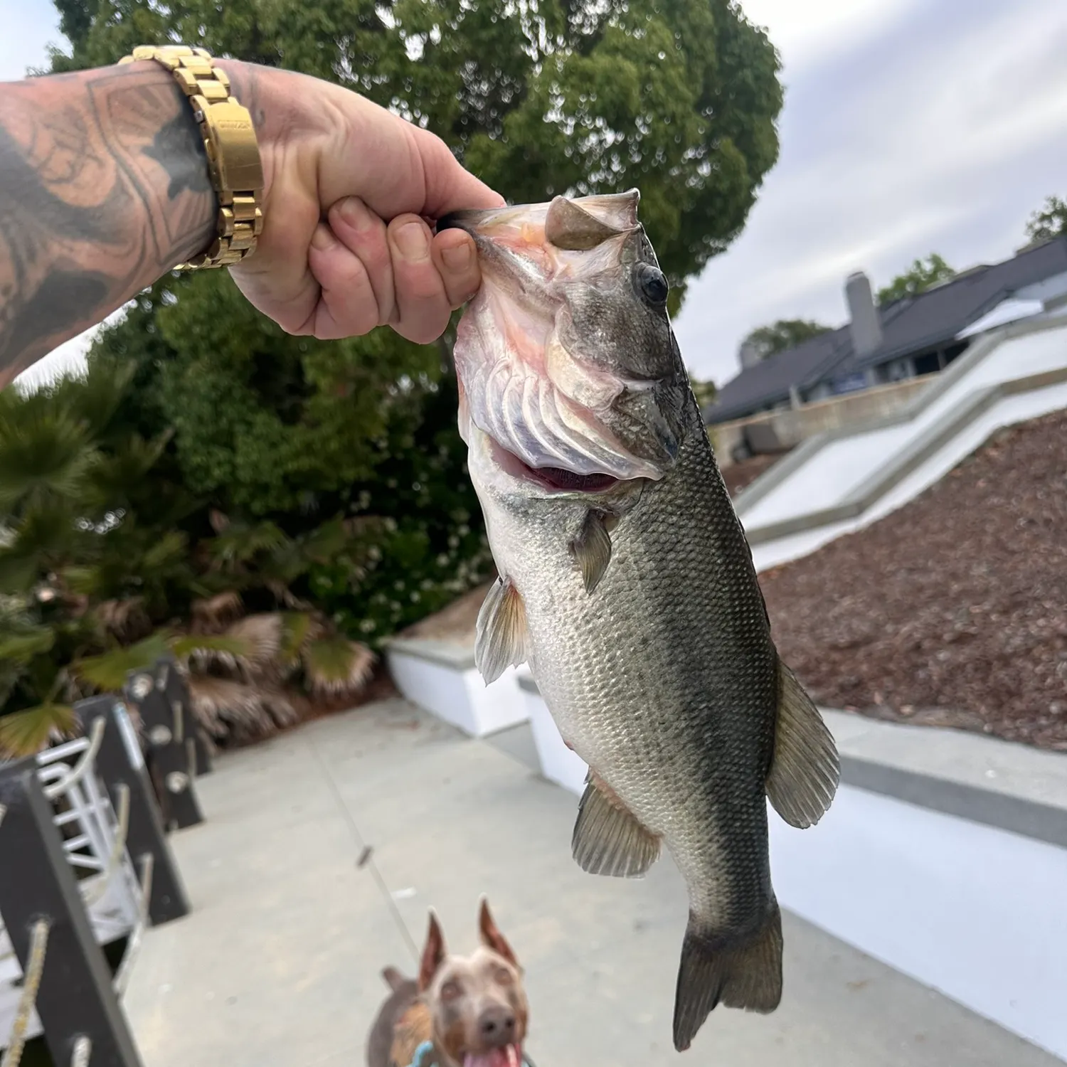 catch