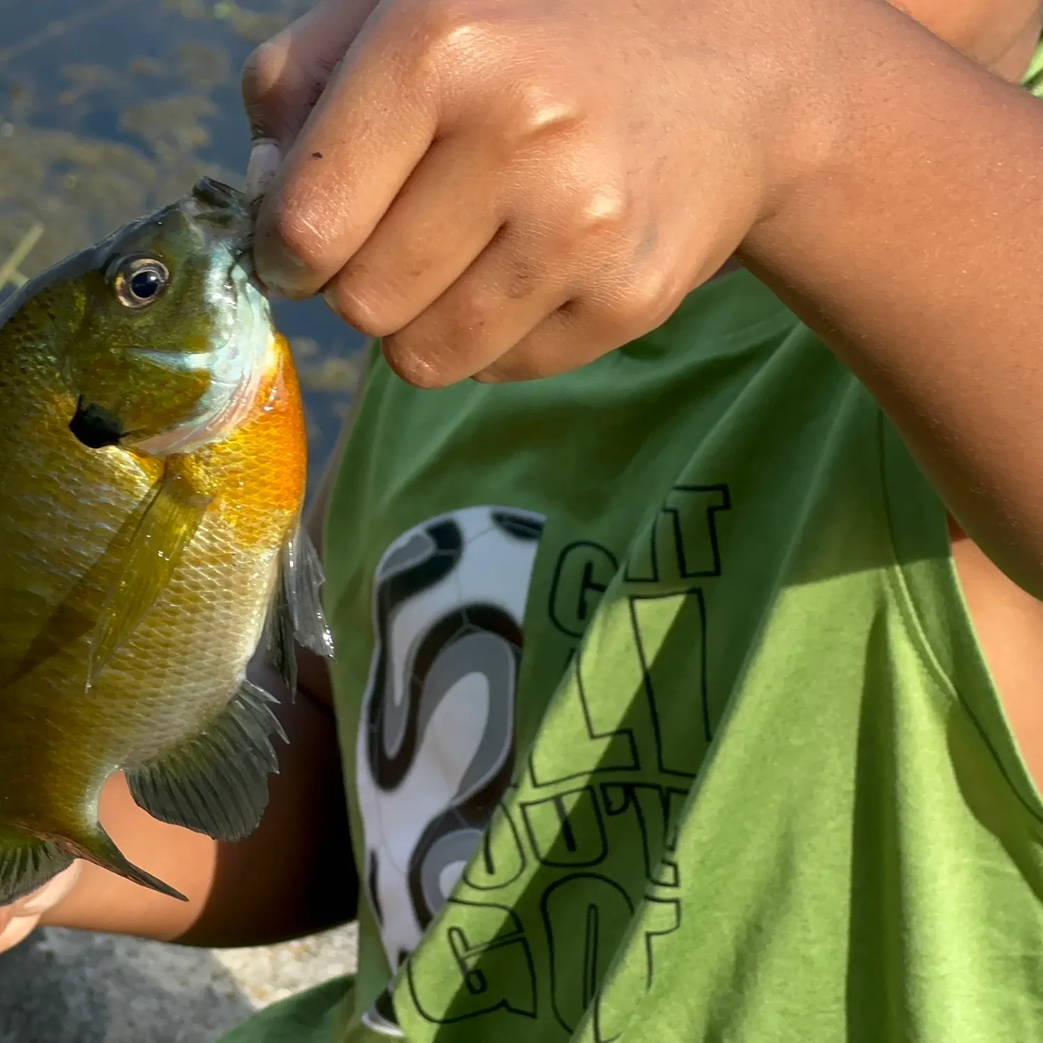 Bluegill caught on Fishbrain