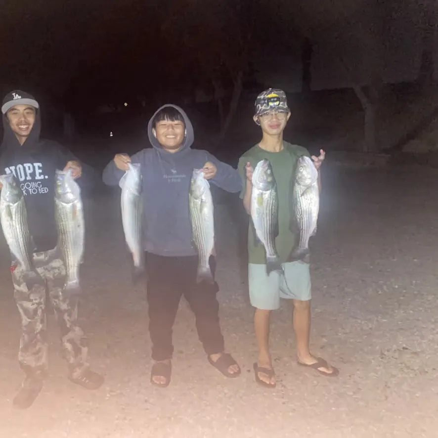 Striped bass caught on Fishbrain