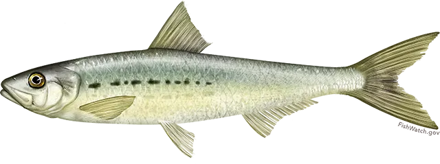 Pacific sardine