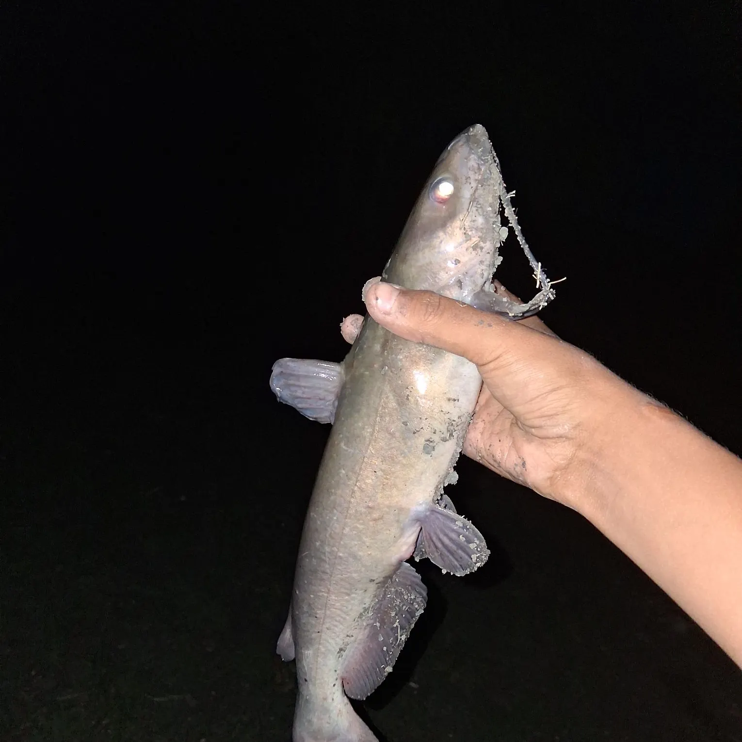 Channel catfish caught on Fishbrain