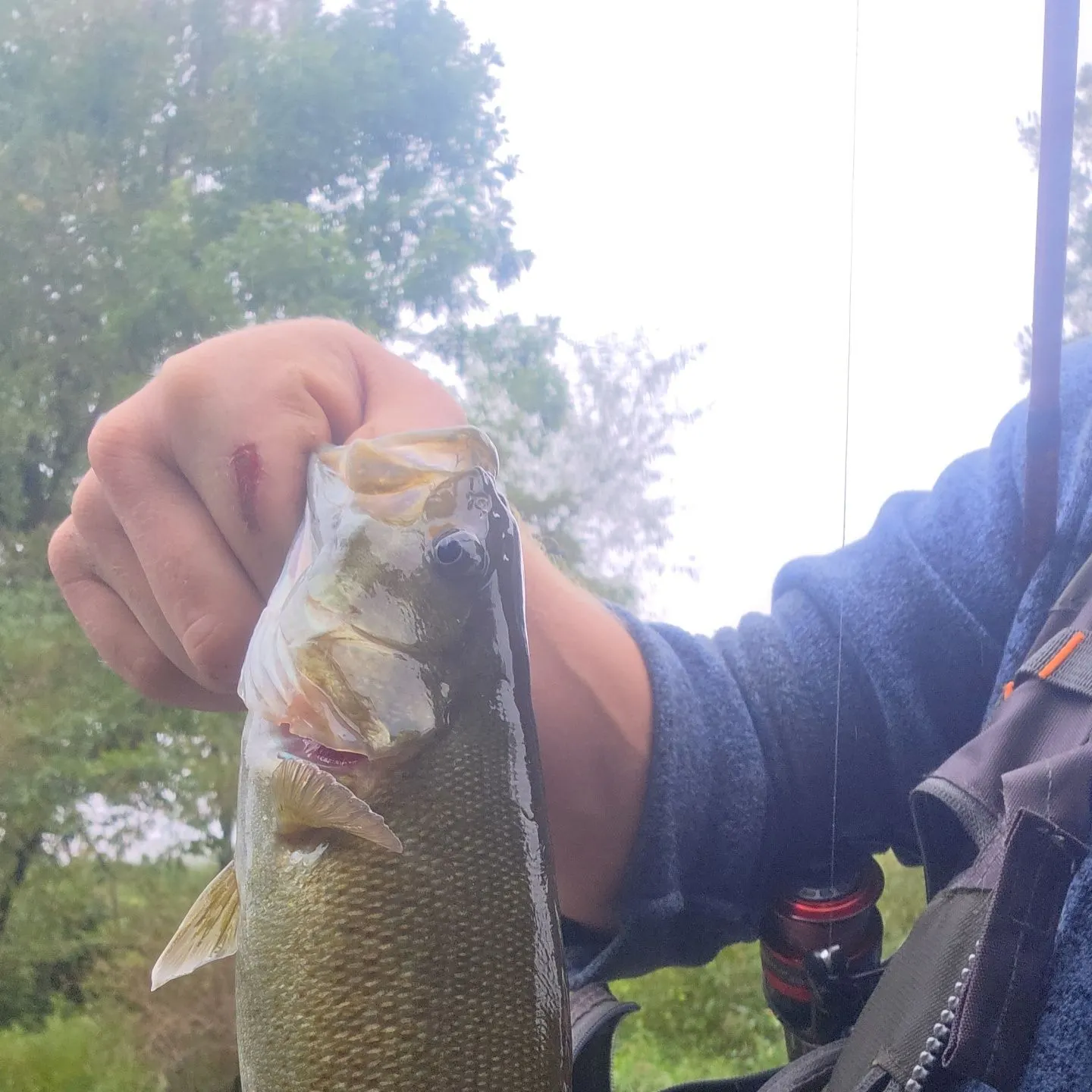 Smallmouth bass caught on Fishbrain