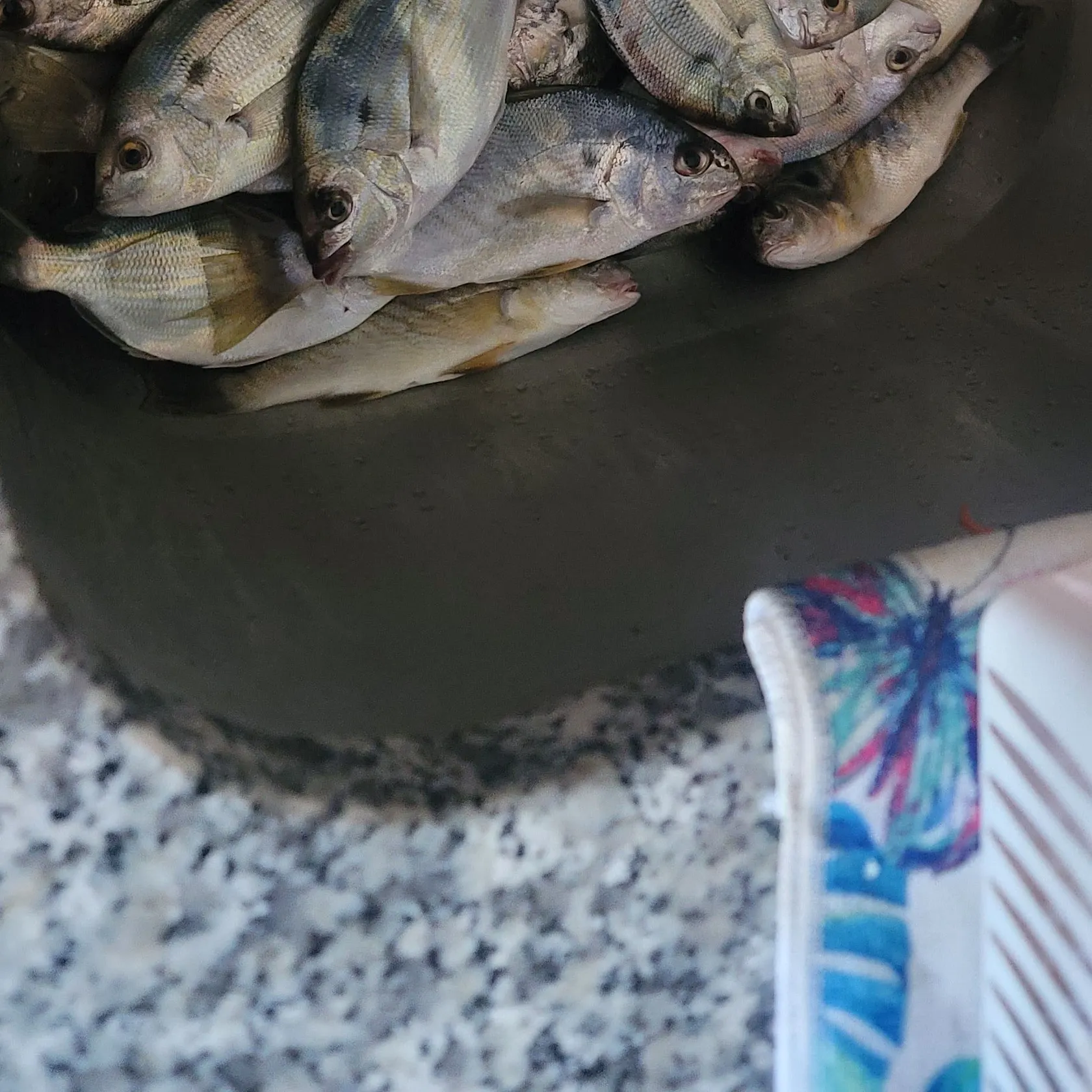 Southern kingcroaker caught on Fishbrain