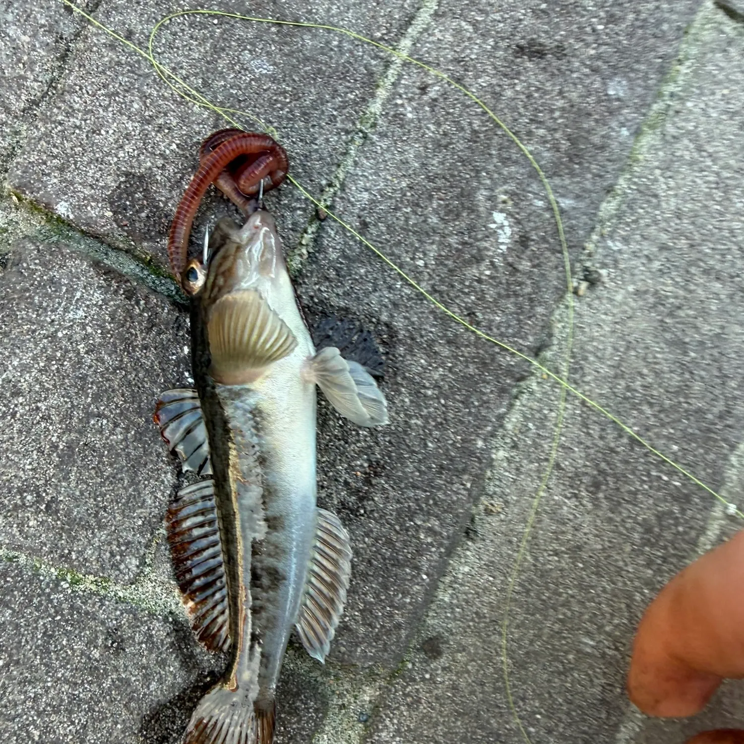 Round goby caught on Fishbrain