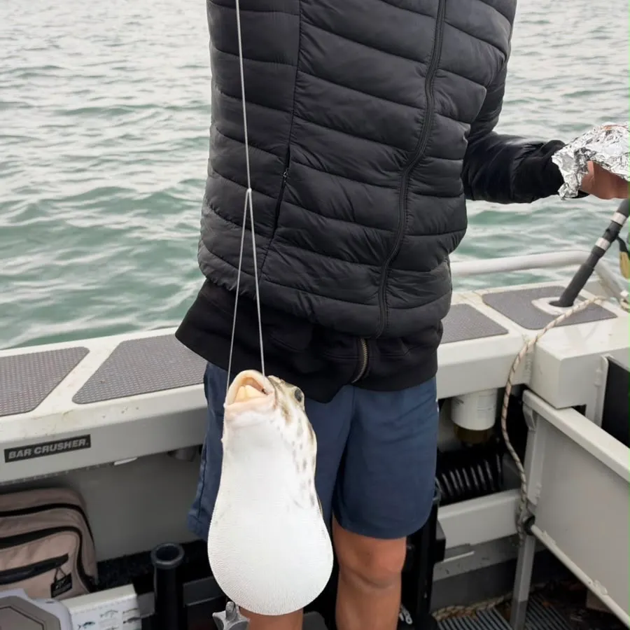 The most recent Oceanic puffer catches on Fishbrain
