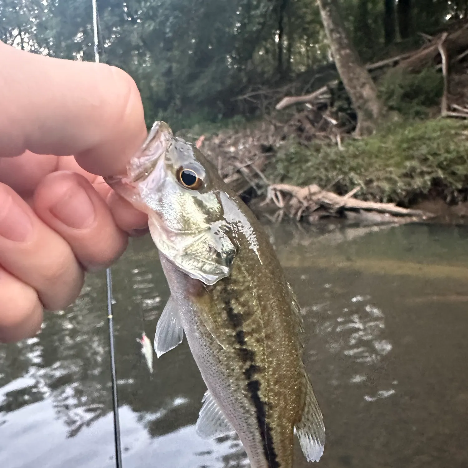 Spotted bass caught on Fishbrain