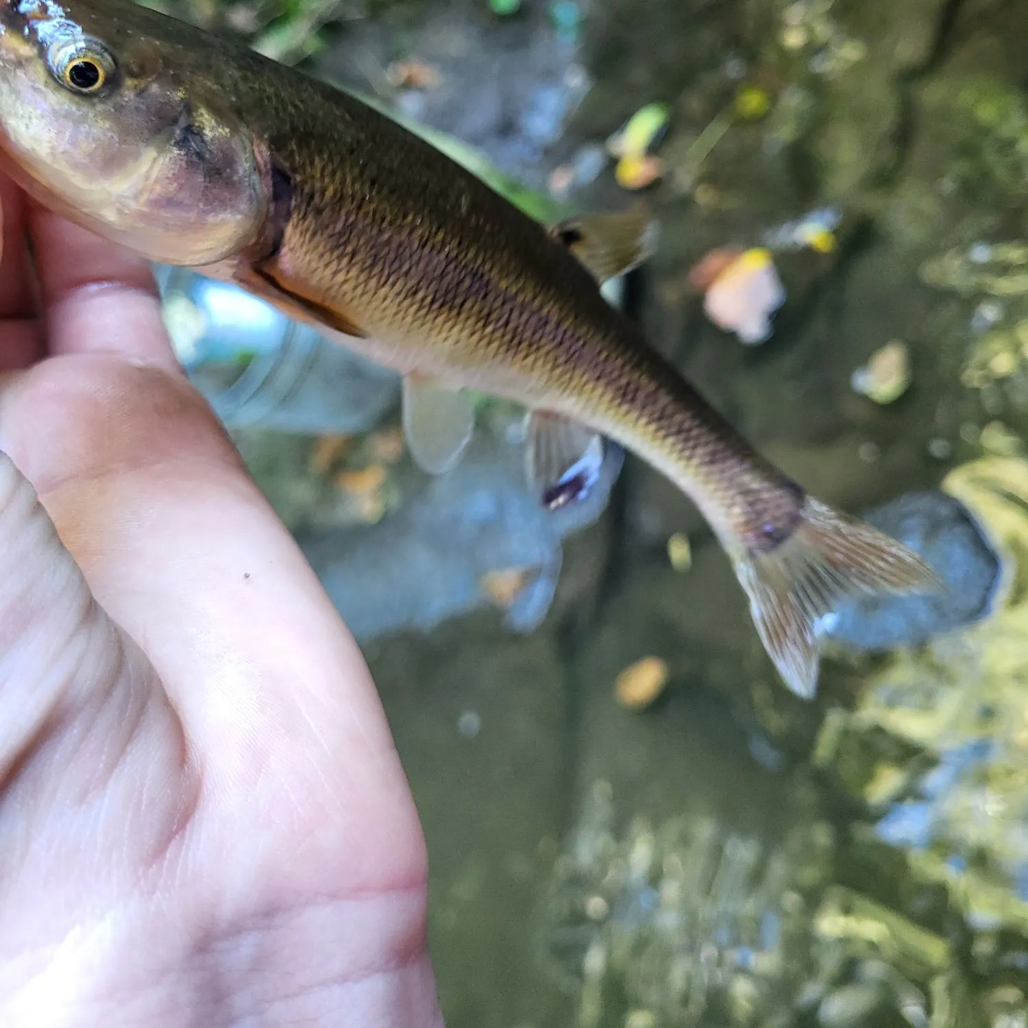 The most recent Redspot chub catches on Fishbrain