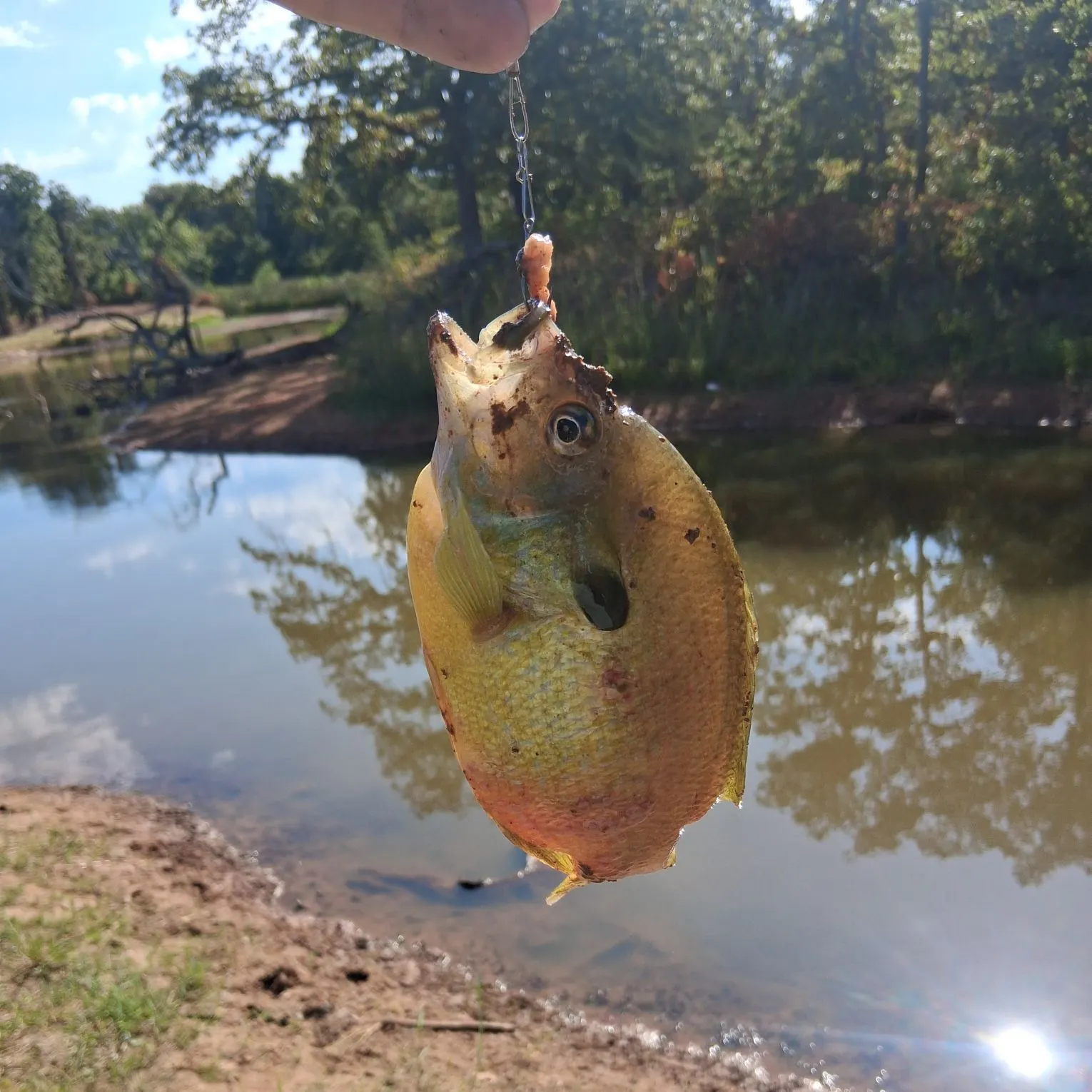Orangespotted sunfish caught on Fishbrain