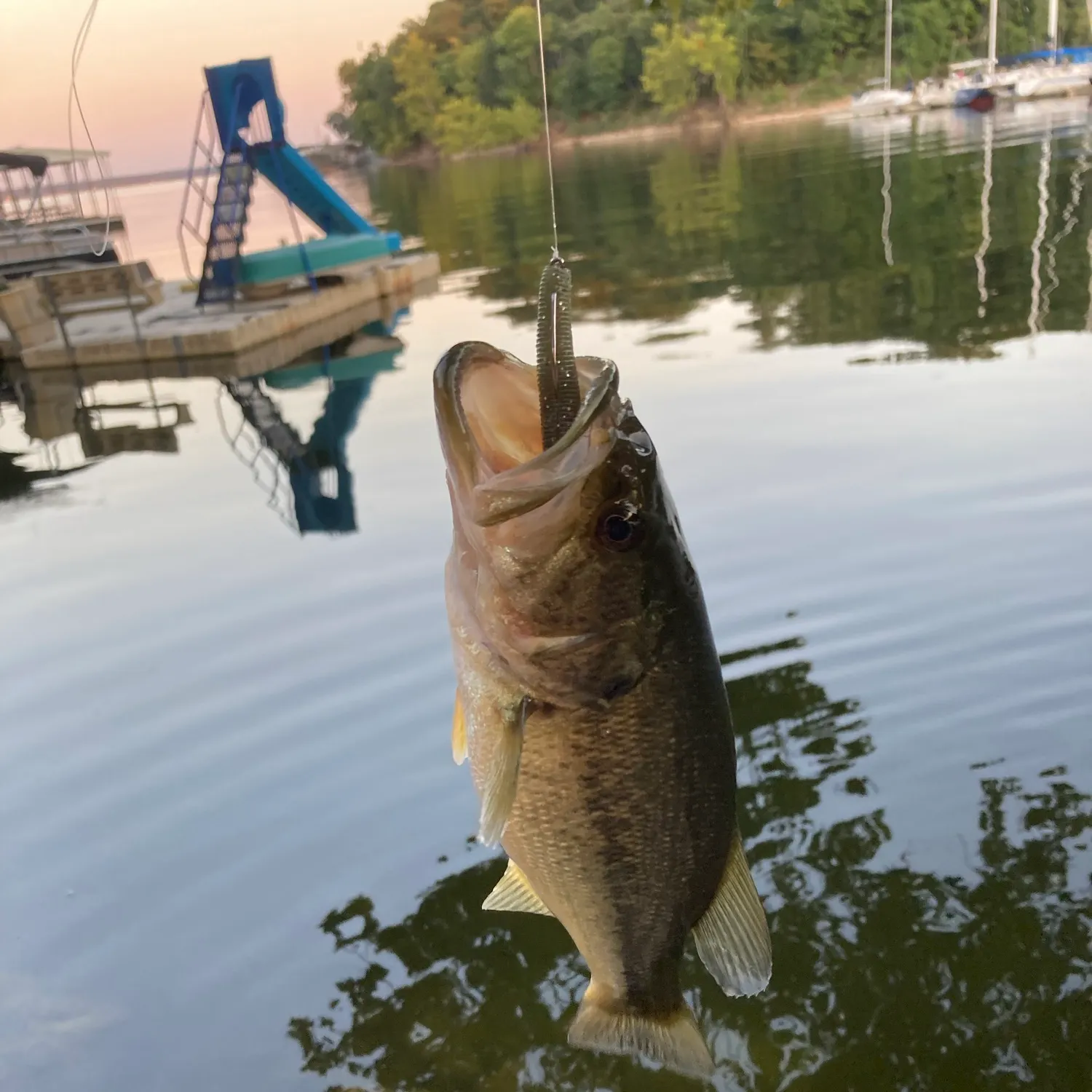 Largemouth bass caught on Fishbrain