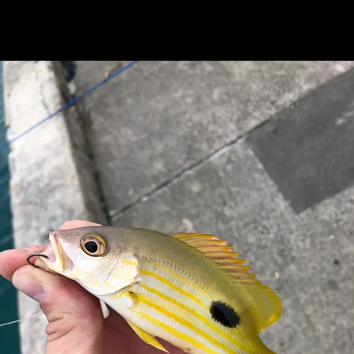 The most recent Dory snapper catches on Fishbrain