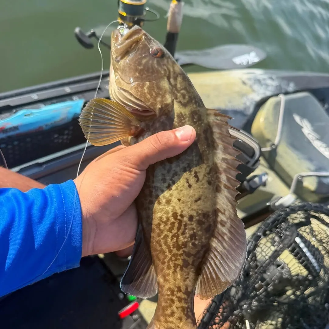 Fish caught on Fishbrain