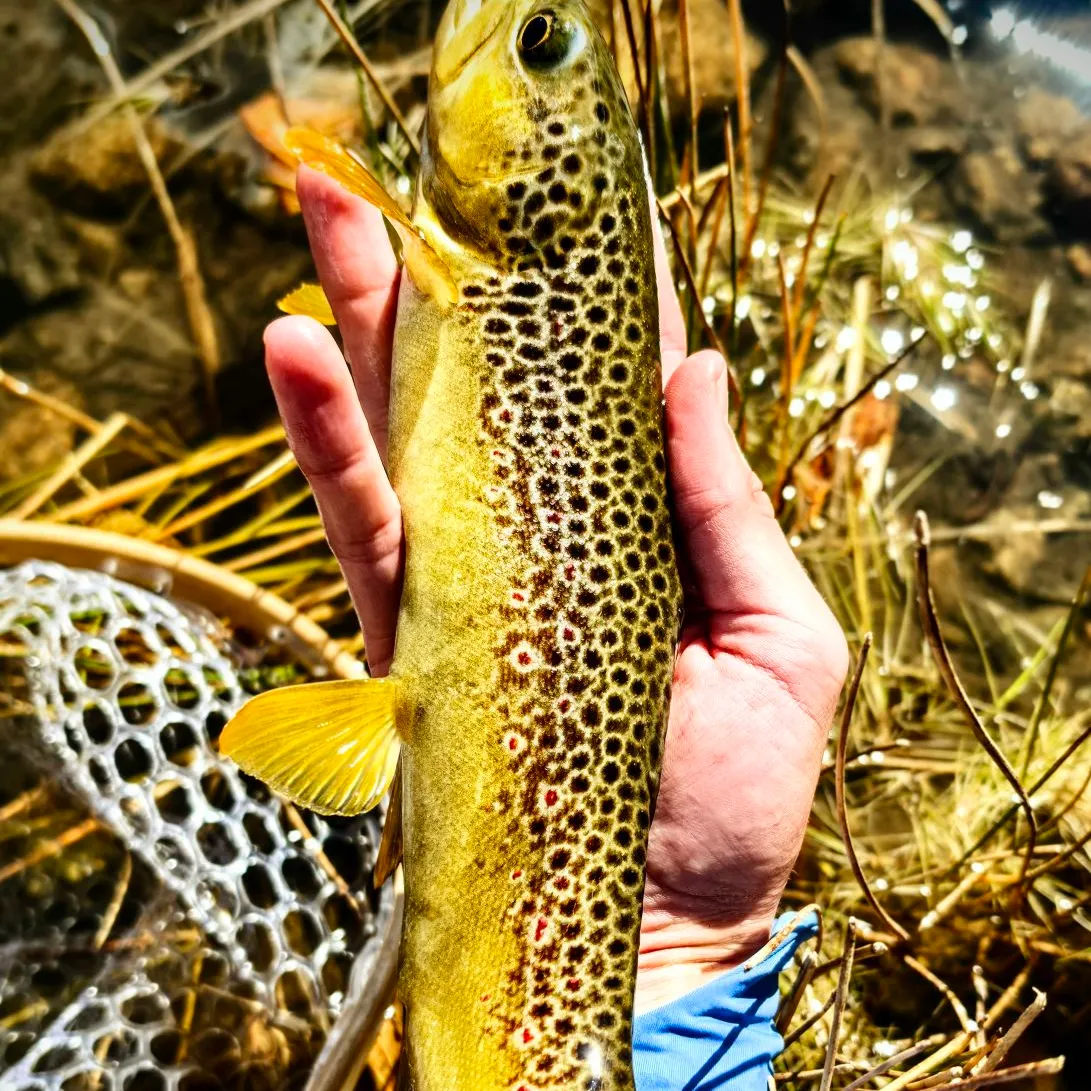 Brown trout caught on Fishbrain