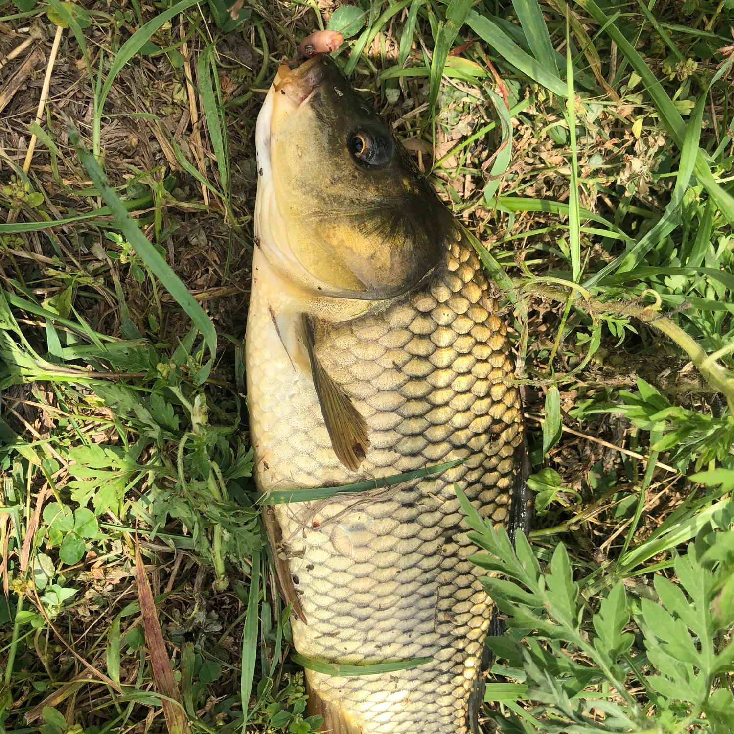 Common carp caught on Fishbrain