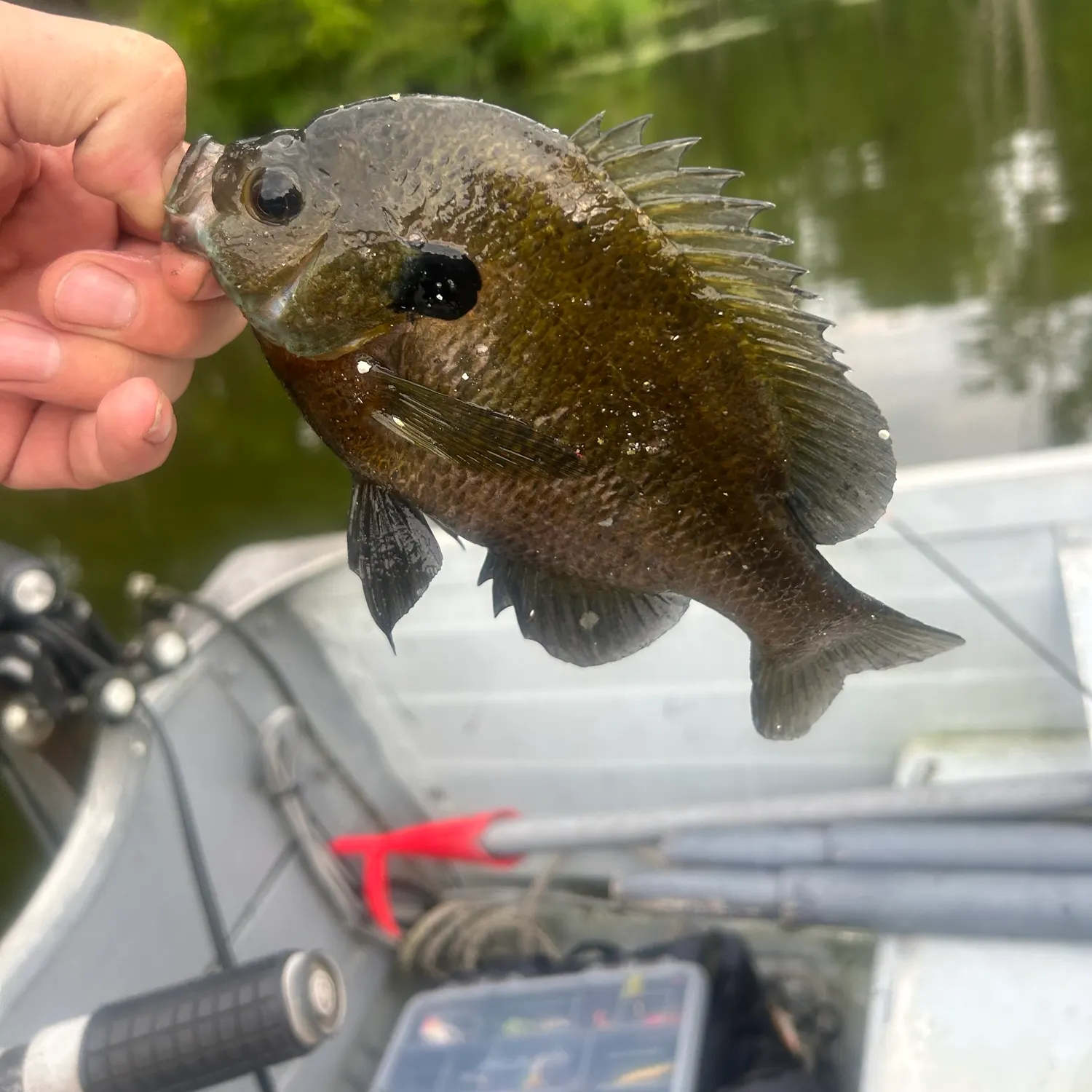 Greengill hybrid caught on Fishbrain