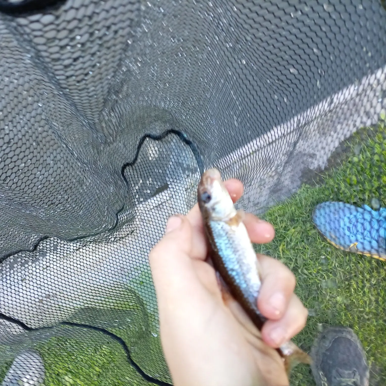 The most recent Goldfish catches on Fishbrain
