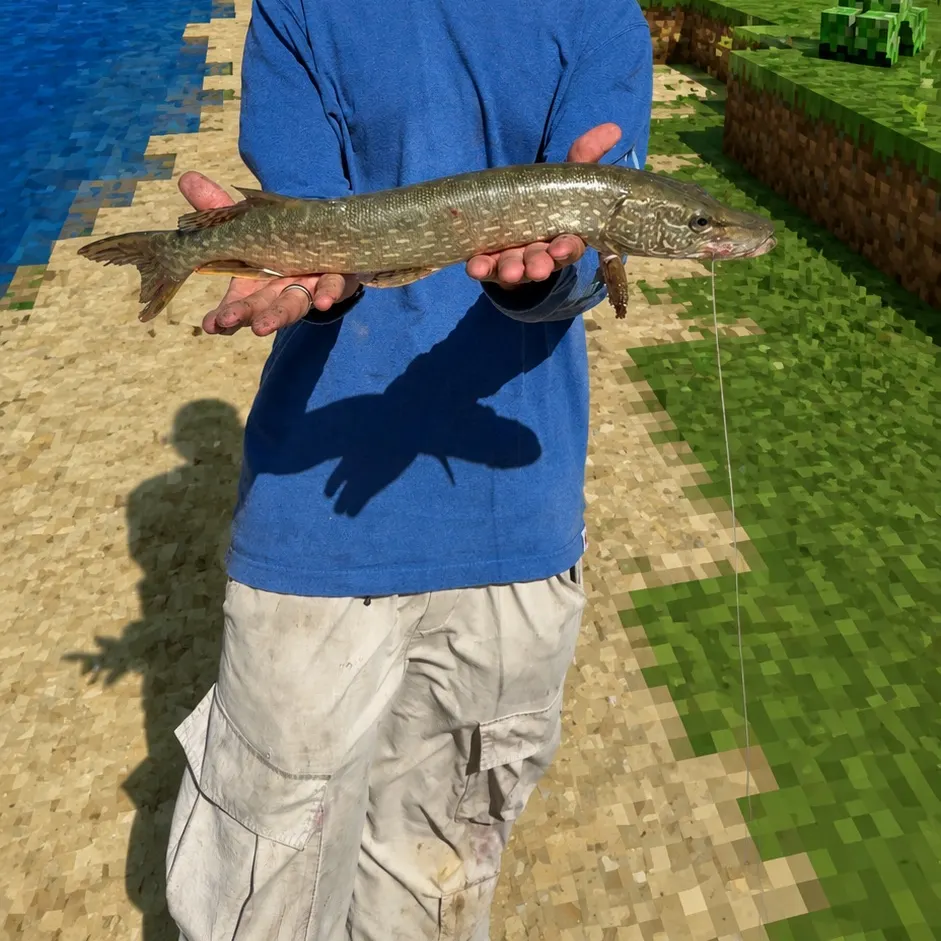Northern pike caught on Fishbrain