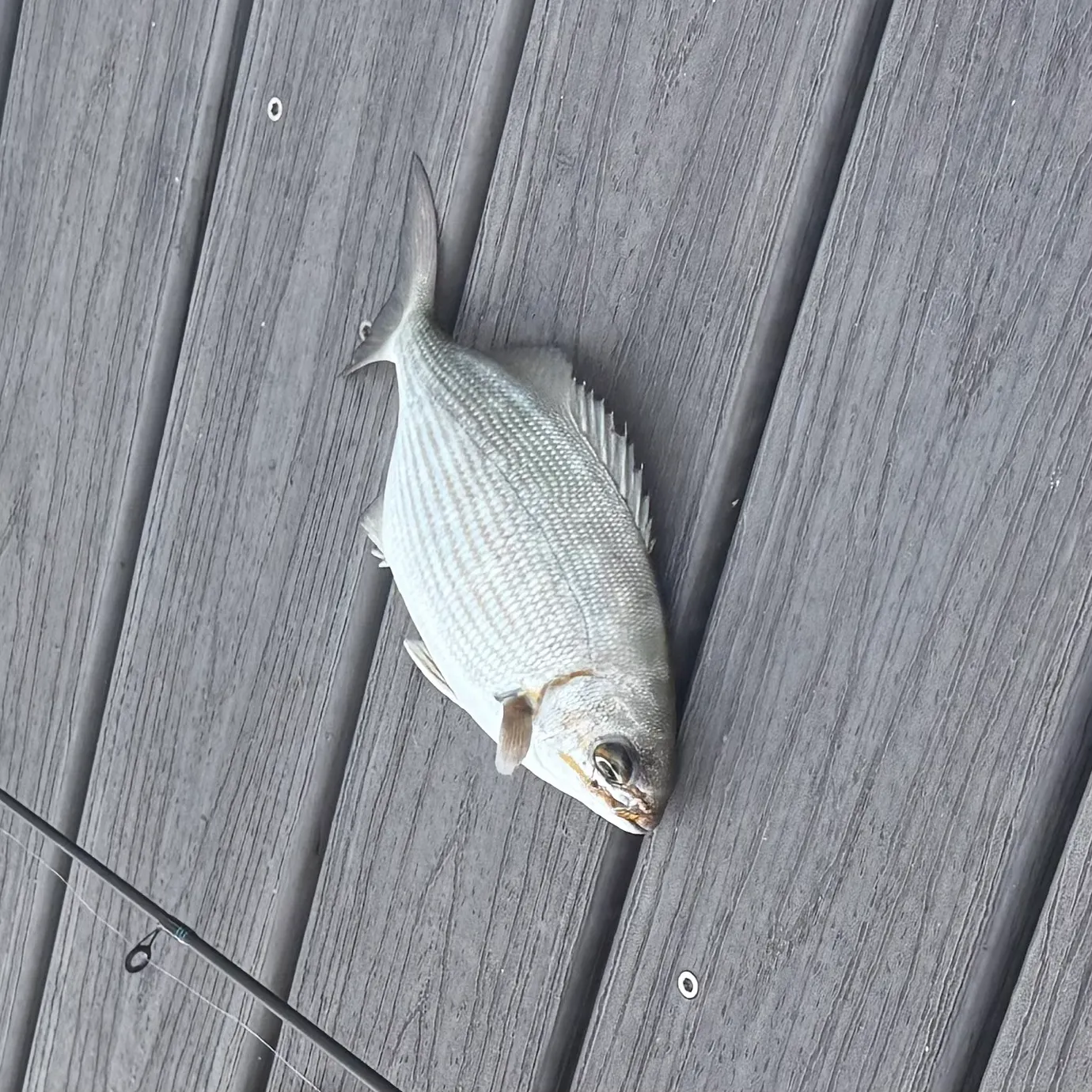 The most recent Bermuda sea chub catches on Fishbrain