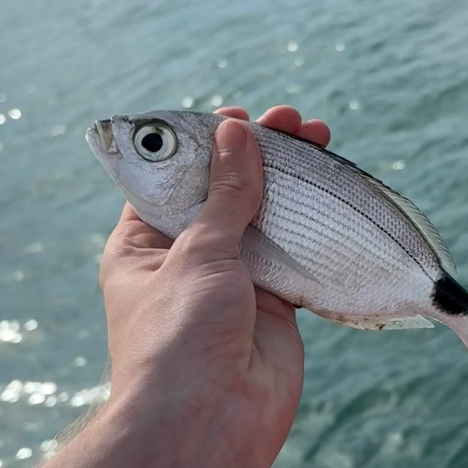 The most recent Saddled seabream catches on Fishbrain