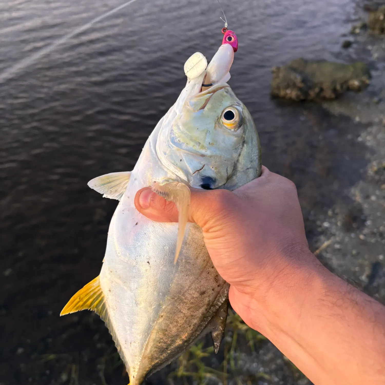 Crevalle jack caught on Fishbrain