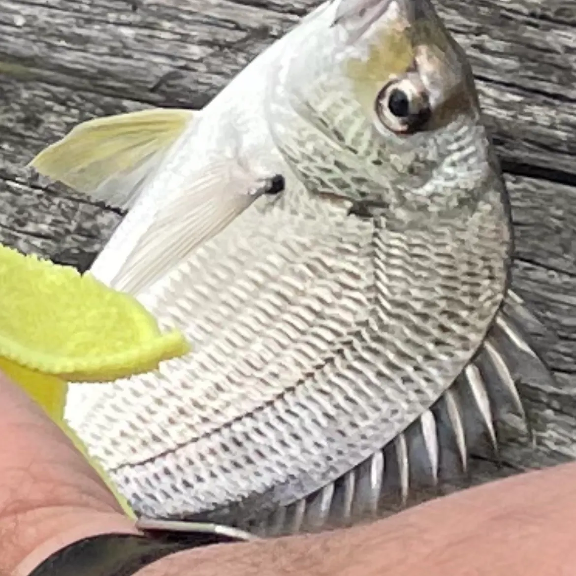 Southern black bream caught on Fishbrain