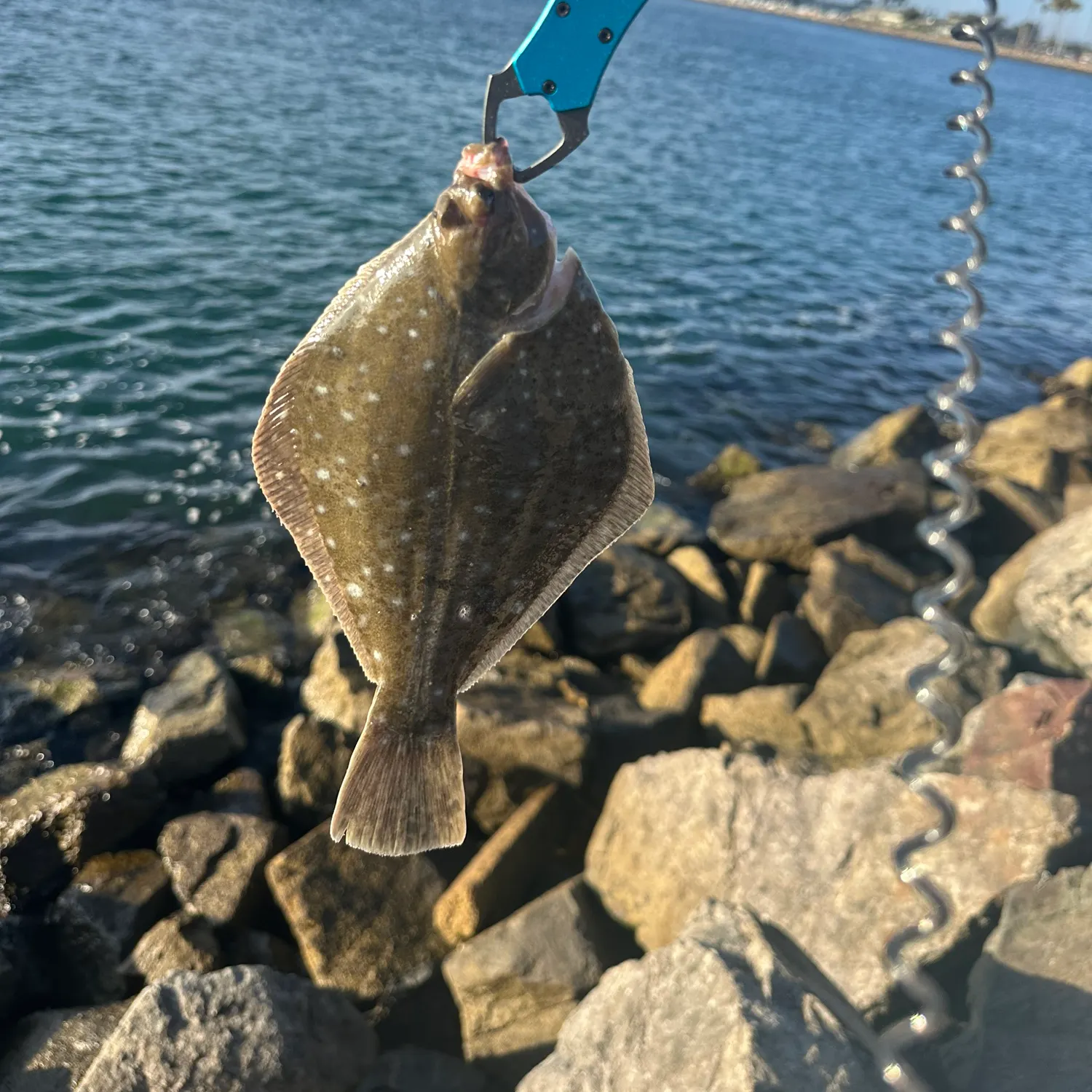 The most recent Diamond turbot catches on Fishbrain