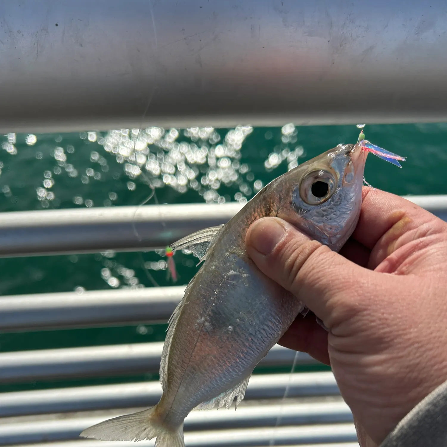 The most recent Slender mojarra catches on Fishbrain