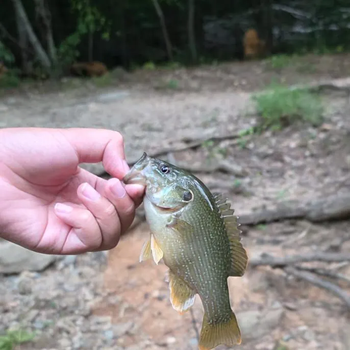 Green sunfish caught on Fishbrain