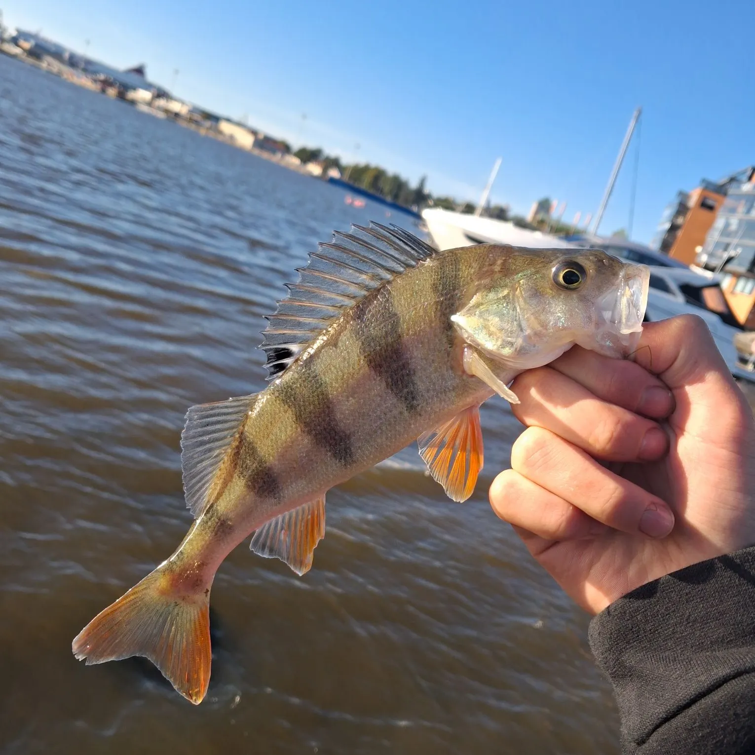 European perch caught on Fishbrain