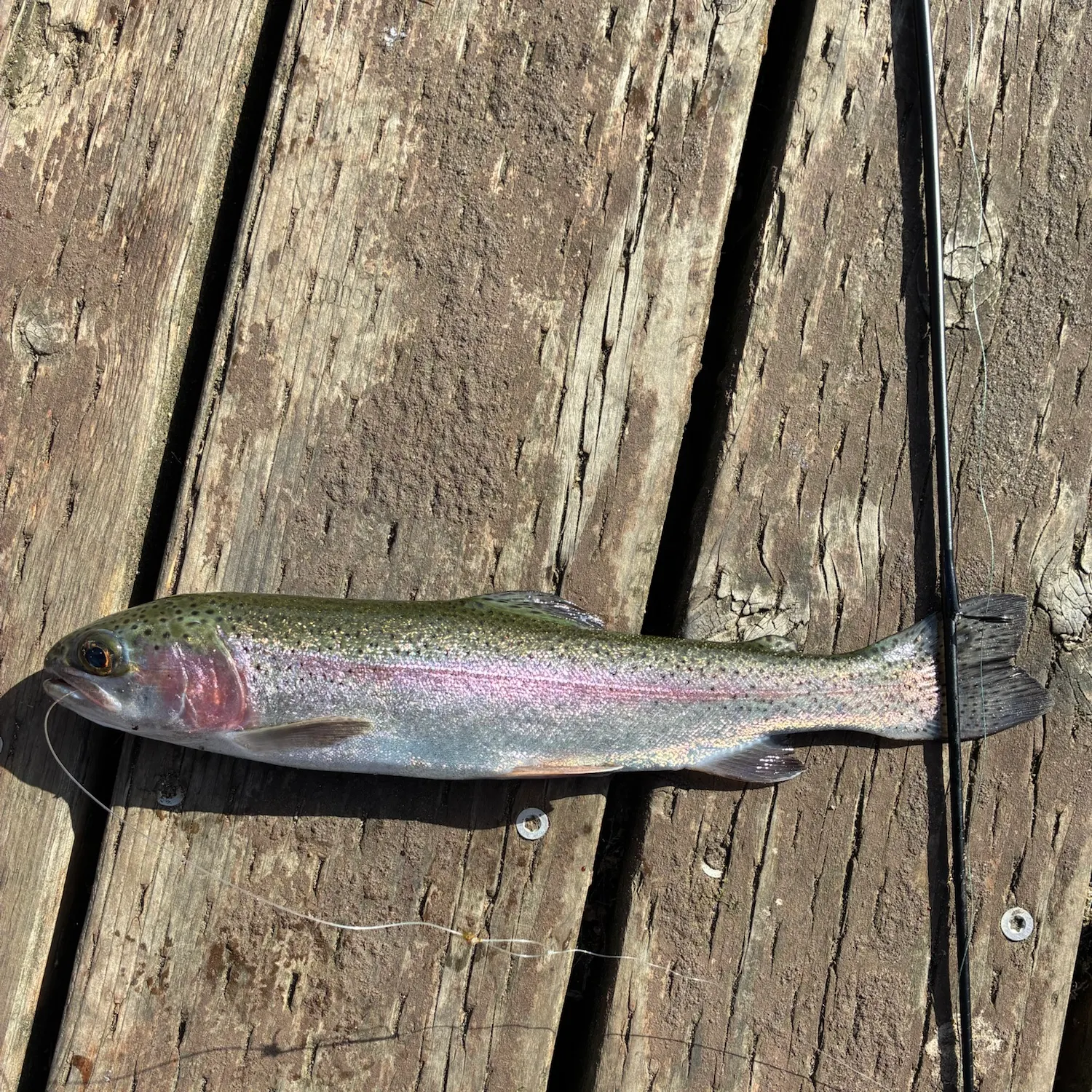 Rainbow trout caught on Fishbrain