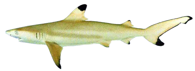 Blacktip reef shark