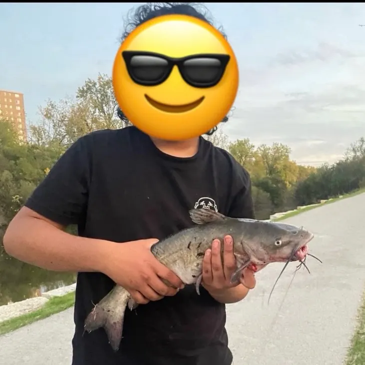 Channel catfish caught on Fishbrain