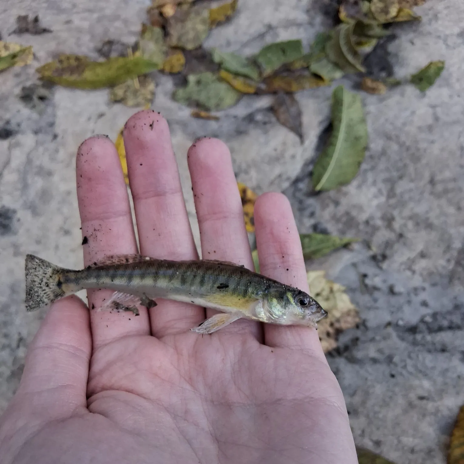 Common logperch caught on Fishbrain