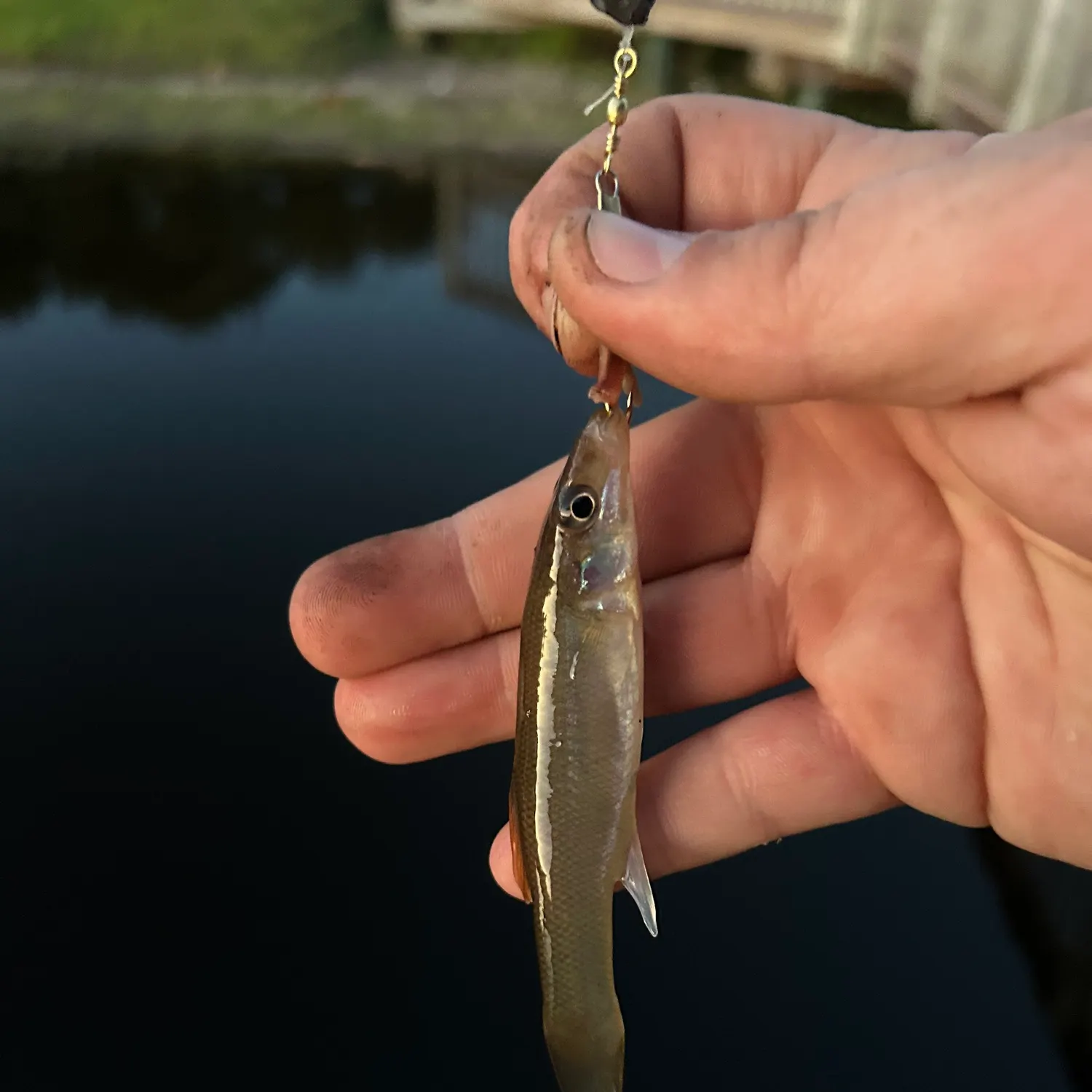 The most recent Seminole killifish catches on Fishbrain