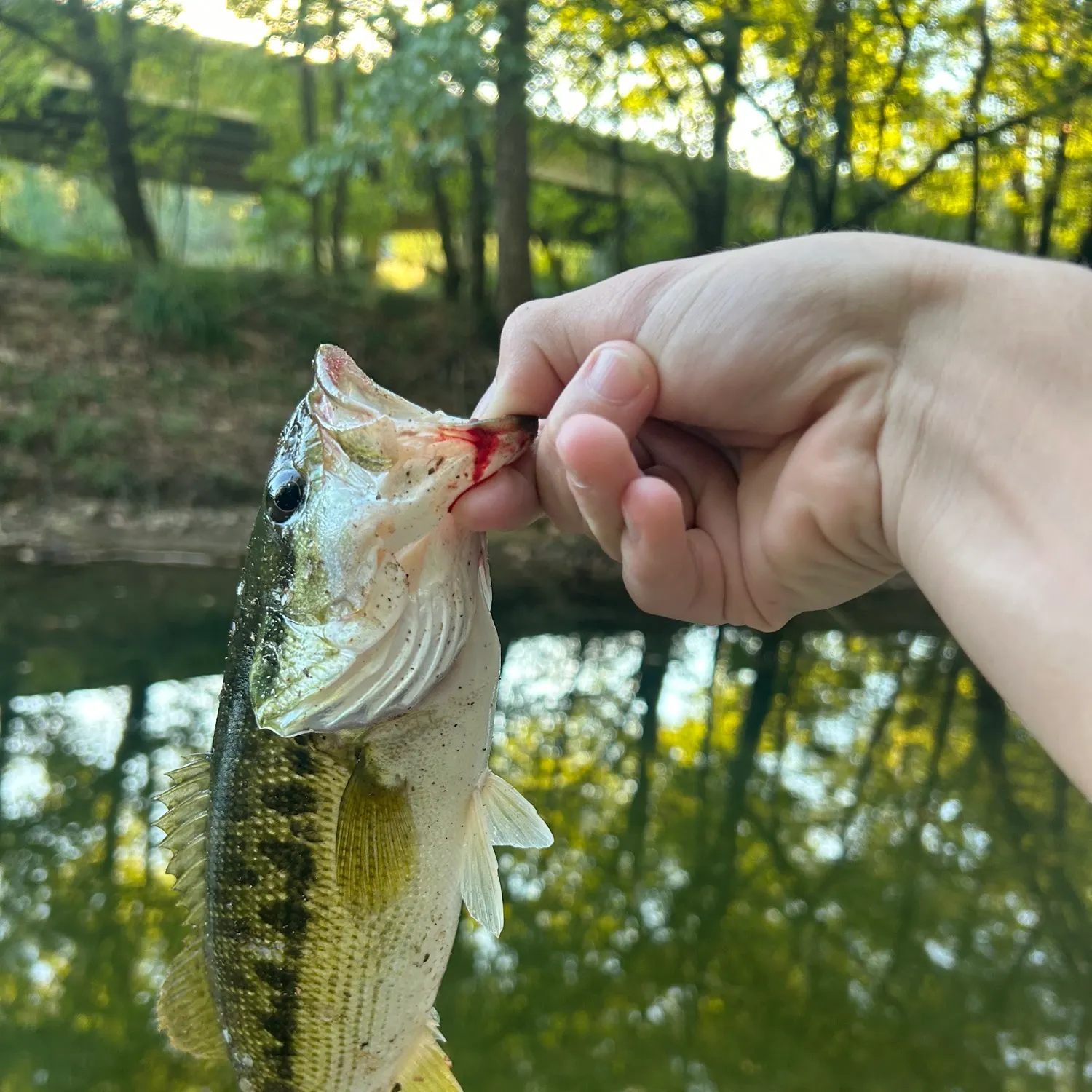 Spotted bass caught on Fishbrain