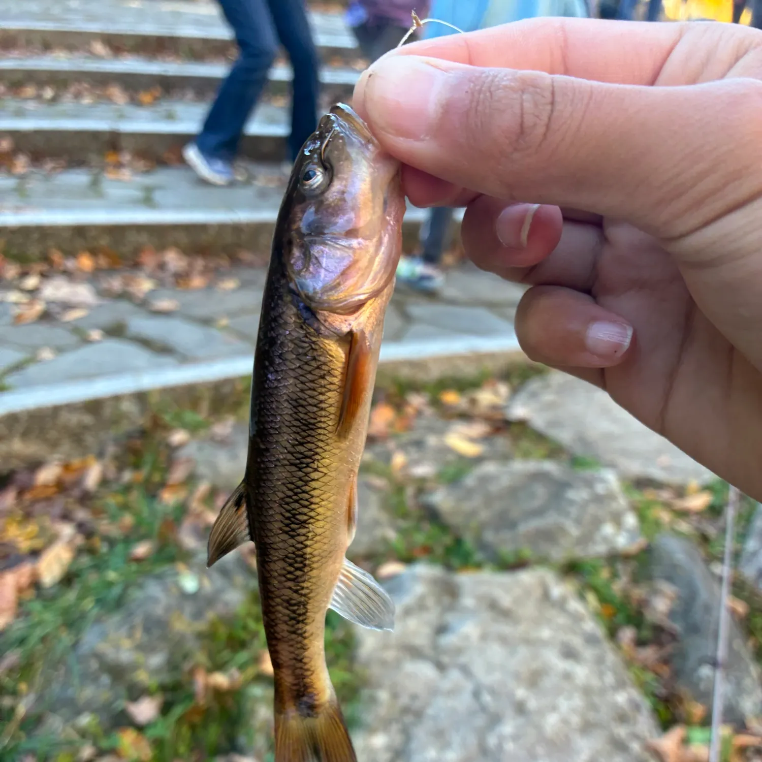 Creek chub caught on Fishbrain