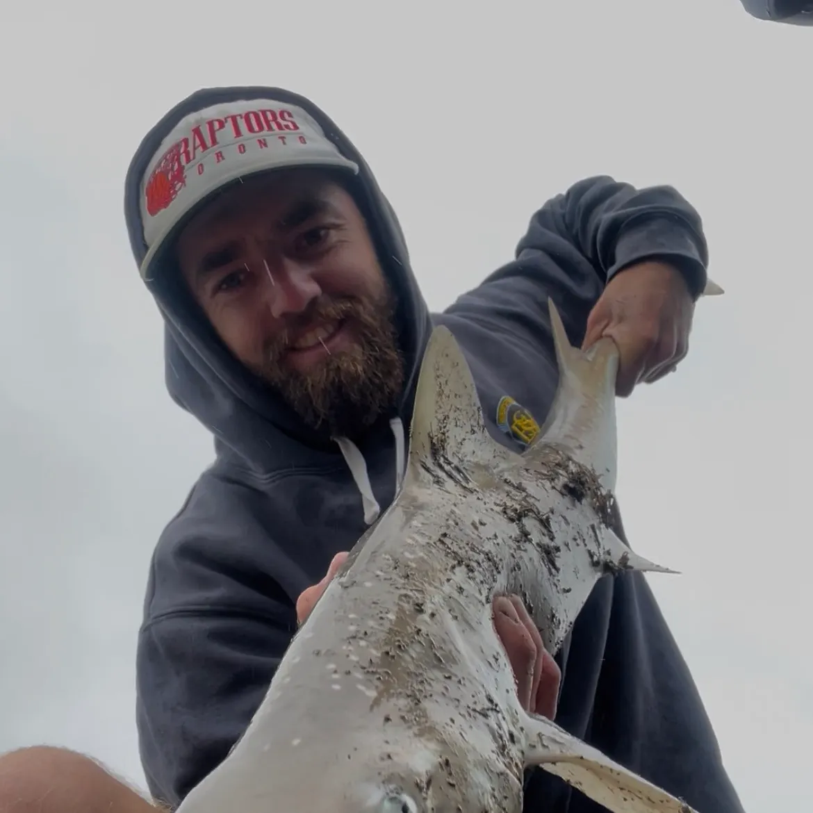 The most recent Spotted estuary smooth-hound catches on Fishbrain