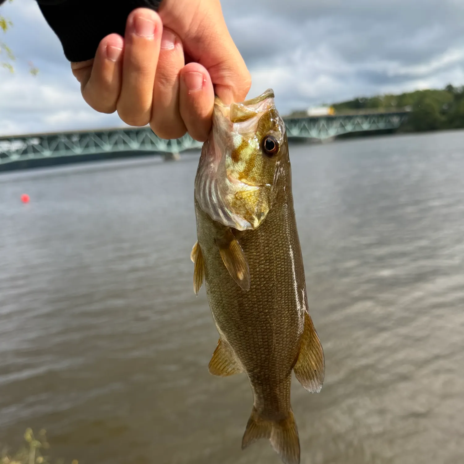Smallmouth bass caught on Fishbrain