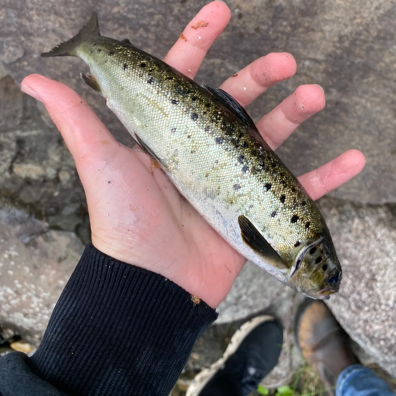 The most recent Atlantic salmon catches on Fishbrain