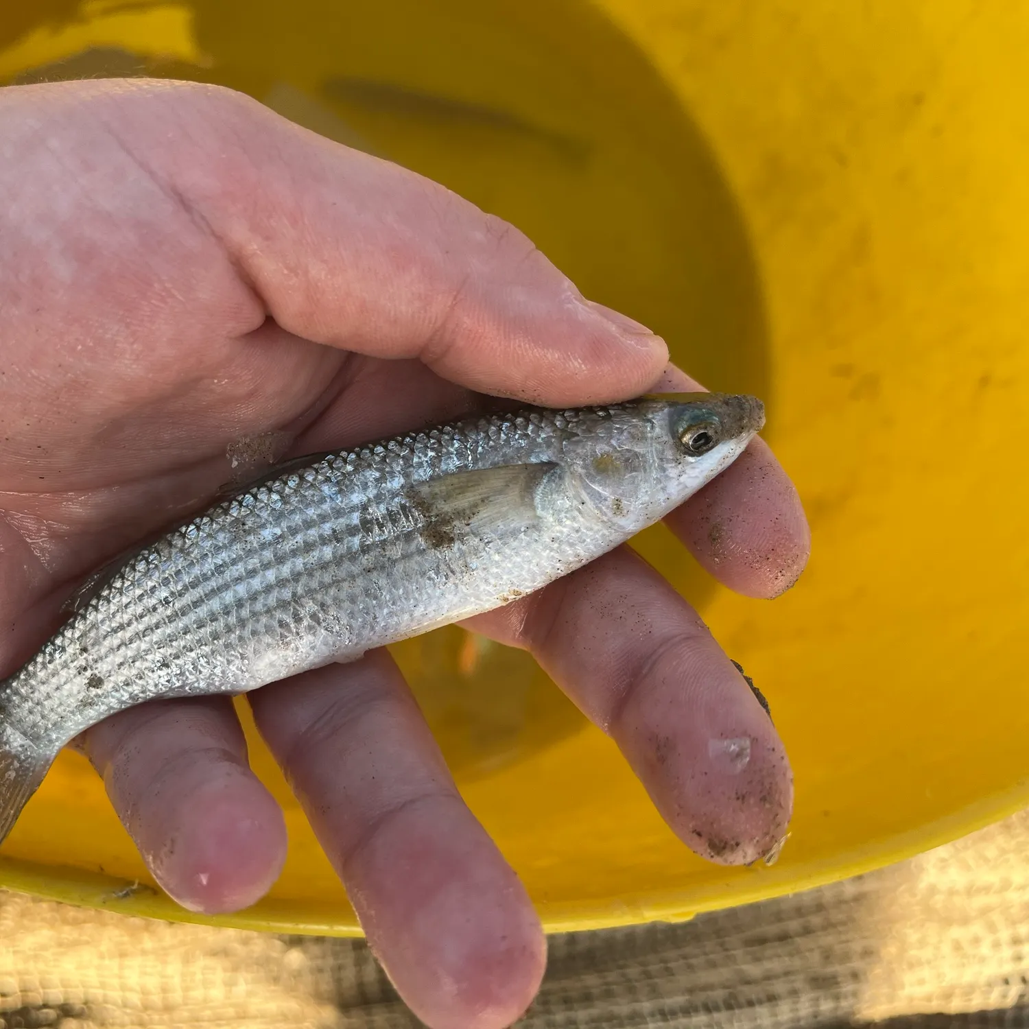 Golden grey mullet caught on Fishbrain