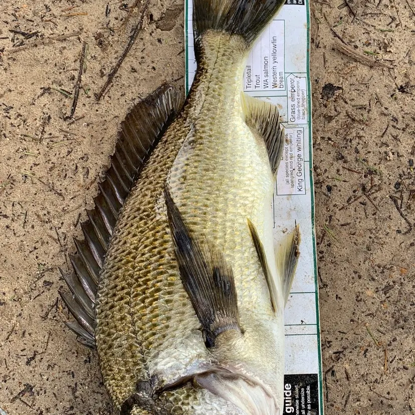 Southern black bream caught on Fishbrain