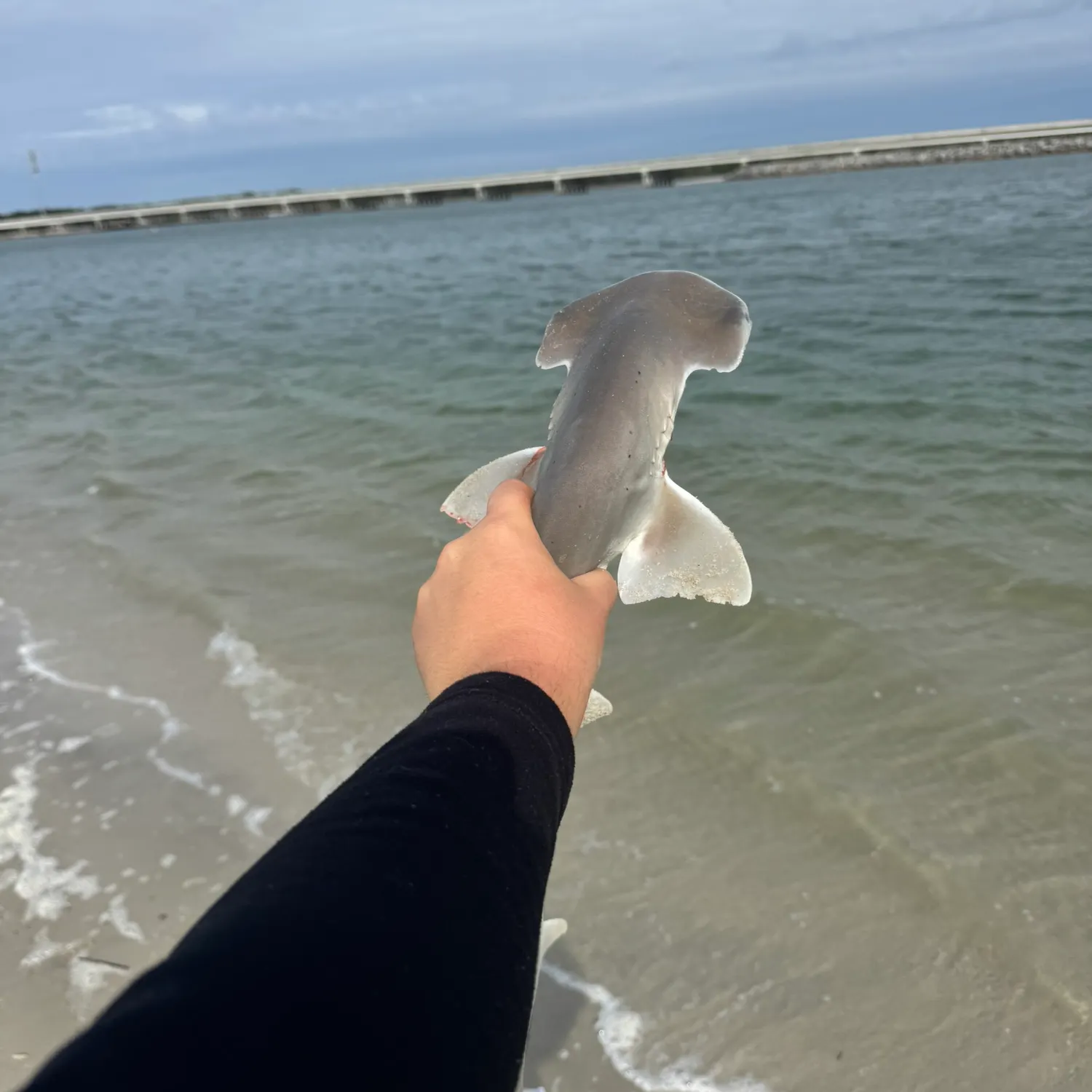 The most recent Bonnethead shark catches on Fishbrain