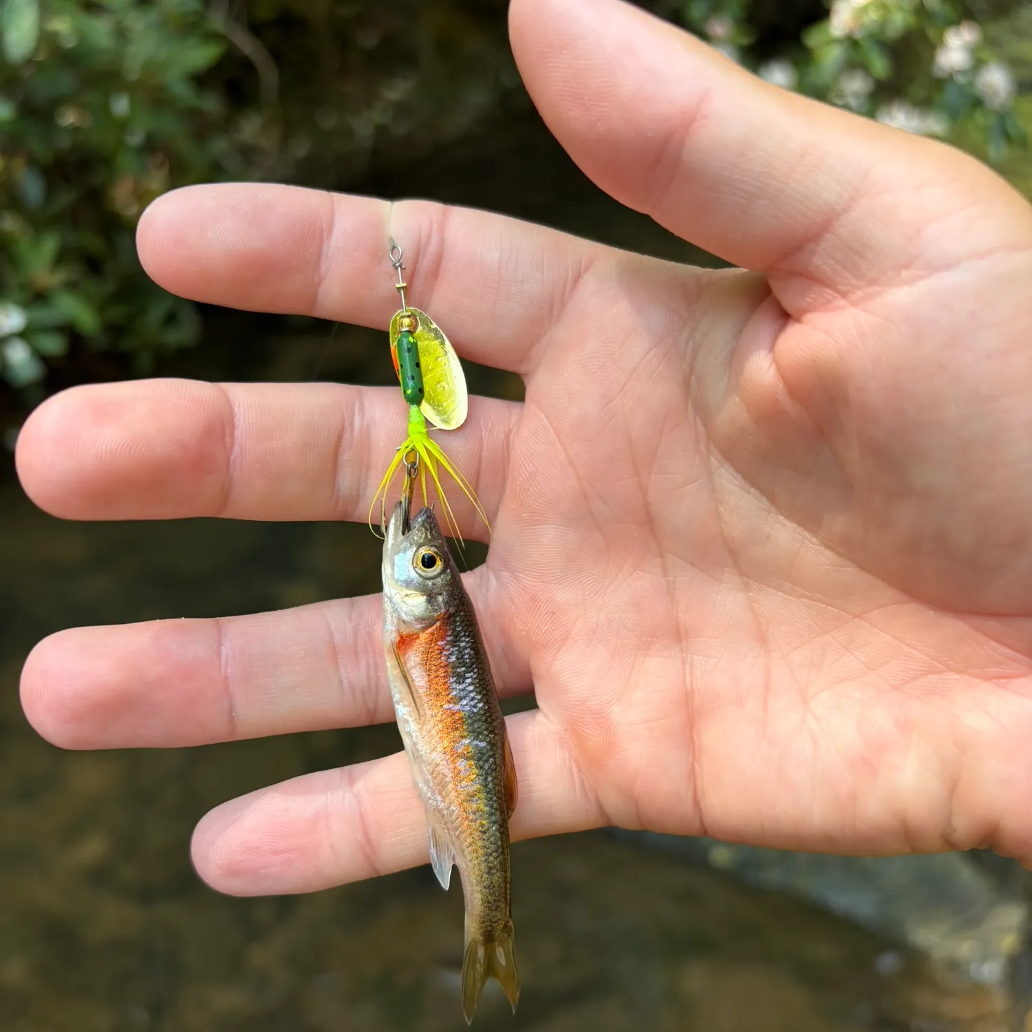 The most recent Rosyside dace catches on Fishbrain