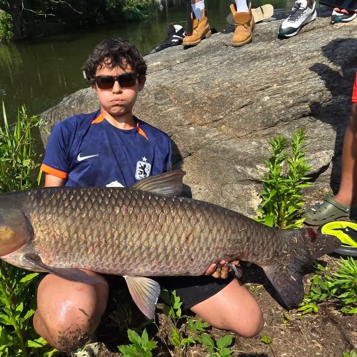 Grass carp caught on Fishbrain