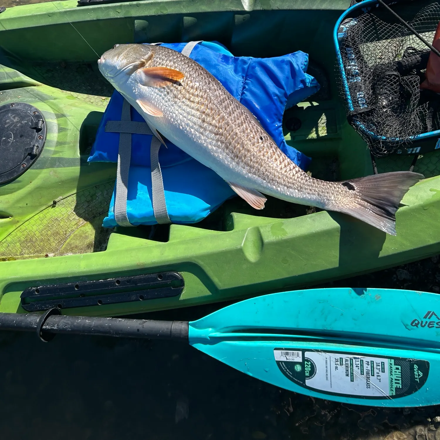 Red drum caught on Fishbrain