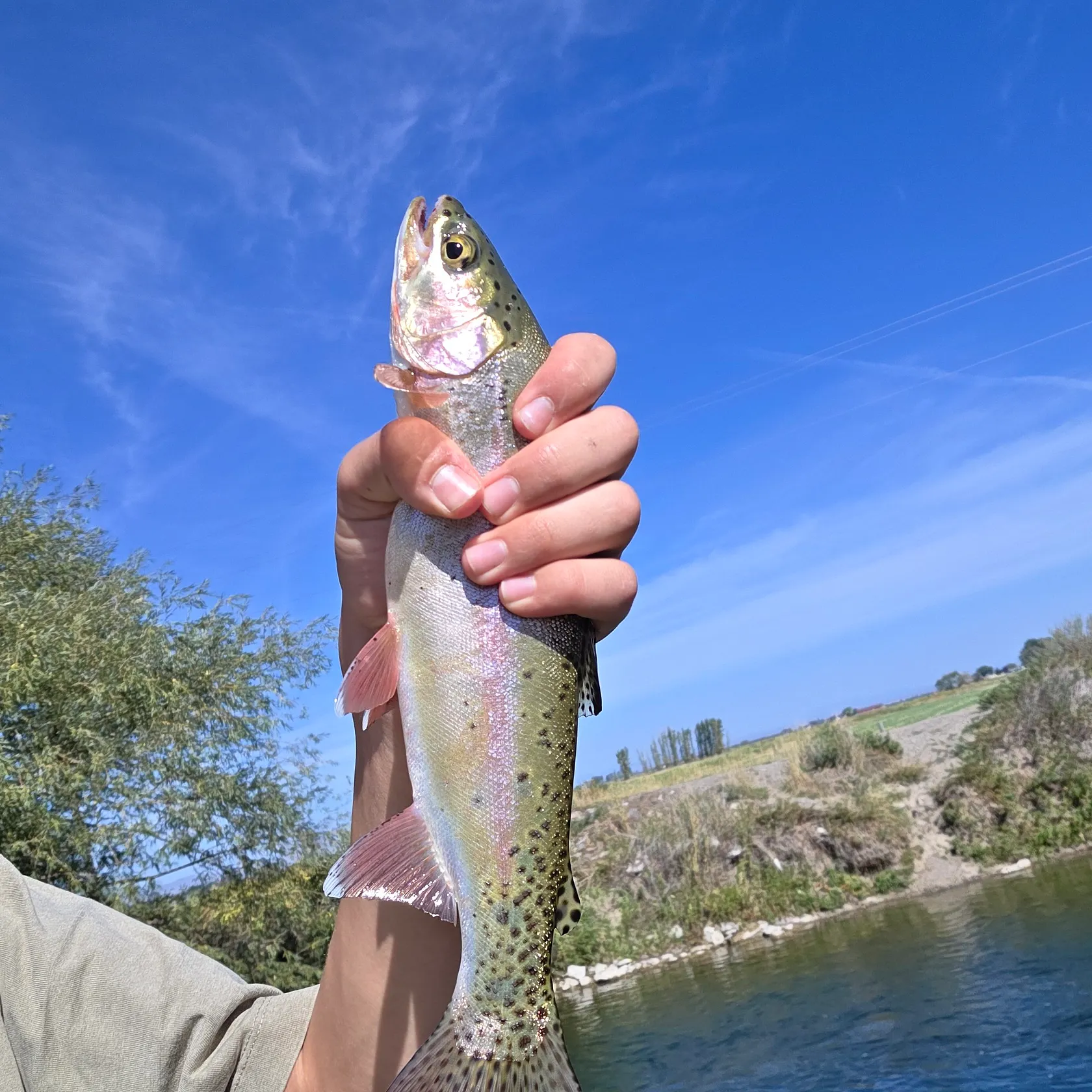 Cutthroat trout caught on Fishbrain