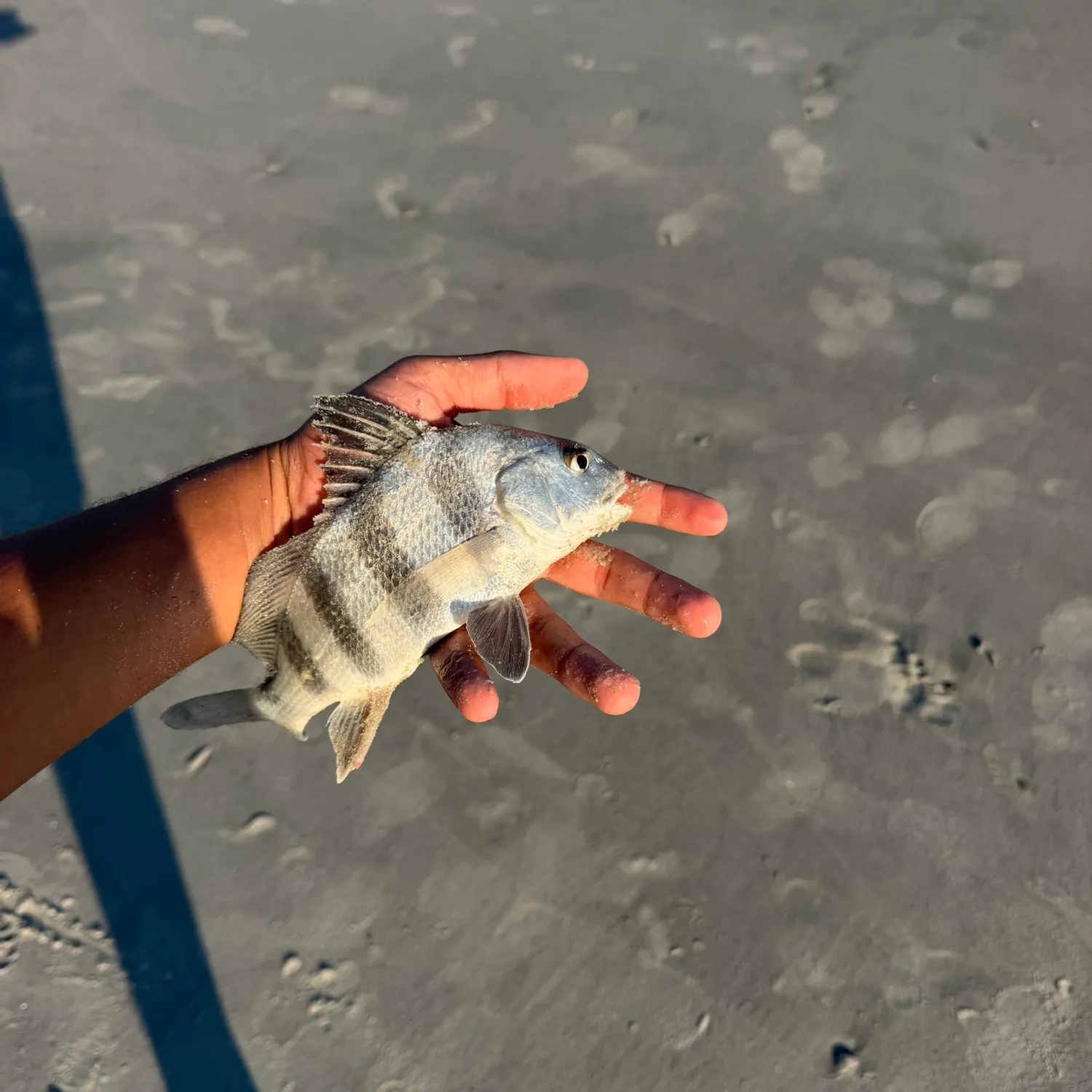 Black drum caught on Fishbrain