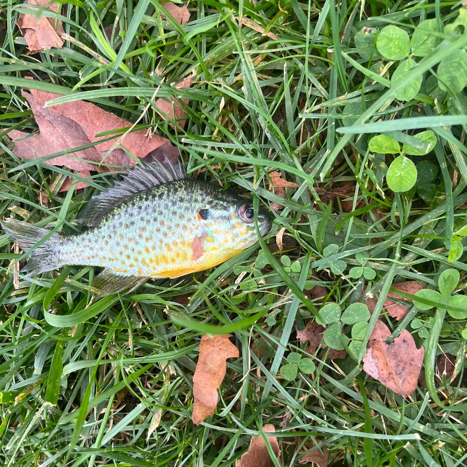 Bluegill caught on Fishbrain